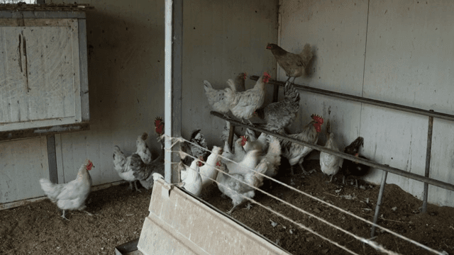 횃대가 있는 닭장 속 닭들