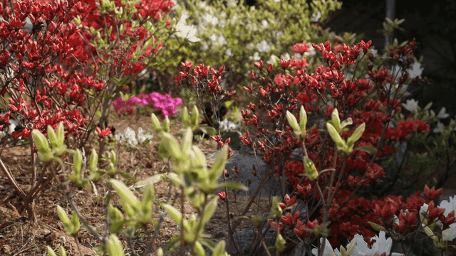 Colorful flowers blooming in a garden