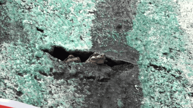 Two frogs peeking from a crack in a wall