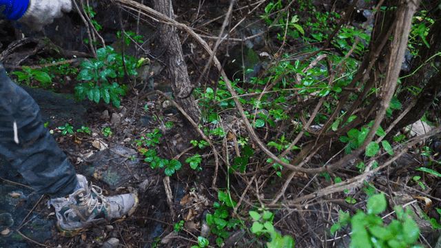울창한 숲에서 약재용 뿌리 수확하는 사람