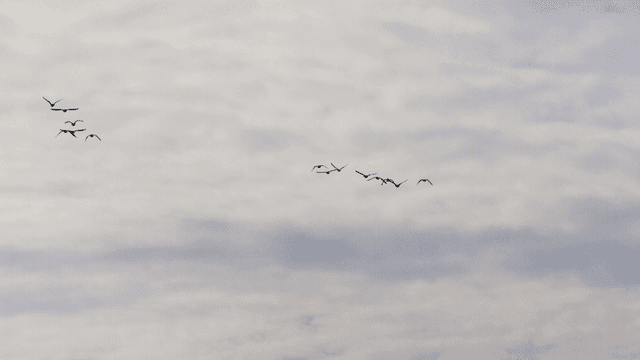 흐린 하늘을 나뉘어 나는 새 떼