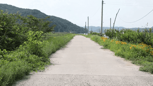 Quiet country road with lush vegetation