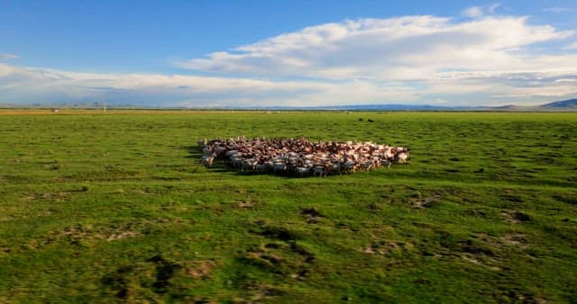 Herd of goat grazing on a vast green field