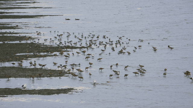 Flock of birds splashing in shallow water