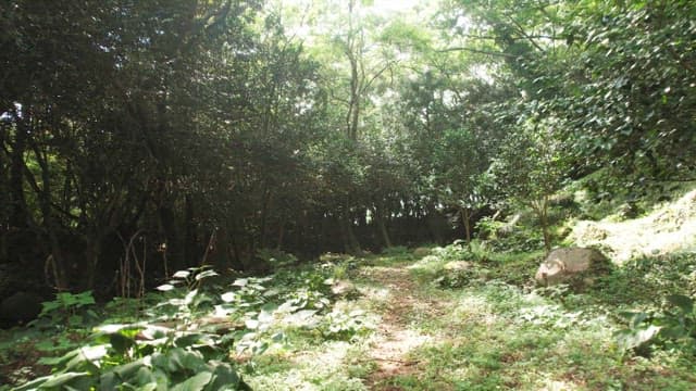 푸른 숲길의 고요한 풍경
