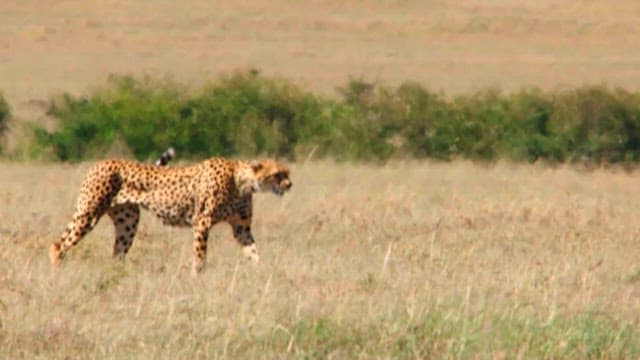 Cheetah stalking prey in the savannah