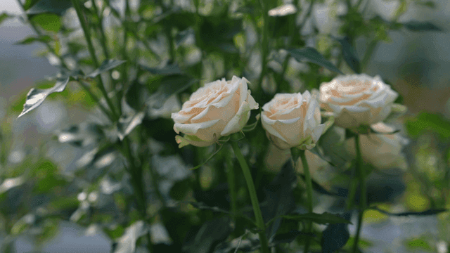Fully bloomed white rose