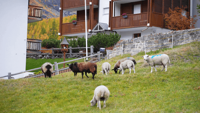 Sheep grazing on a hillside near houses