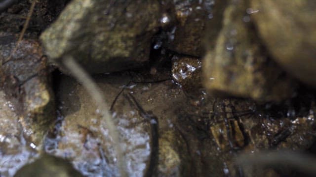 숲속 바위 틈에서 흐르는 물