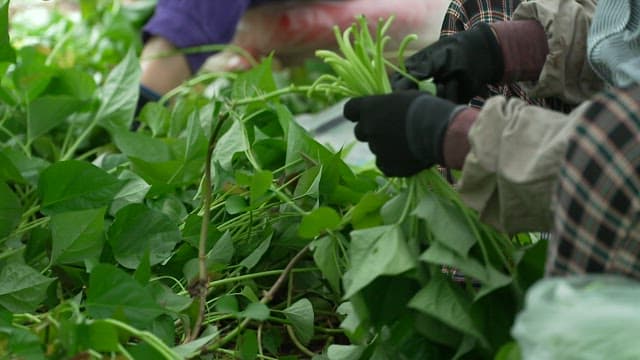 Farmers harvesting lush, green sweet potato stem