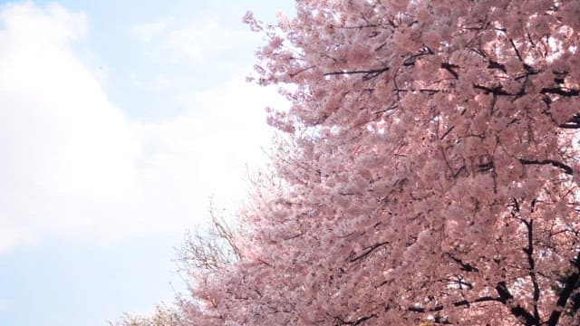 Cherry Blossoms Blooming Under a Clear Sky