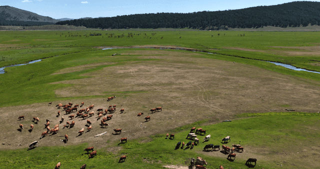 넓은 초원에서 풀을 뜯는 소들