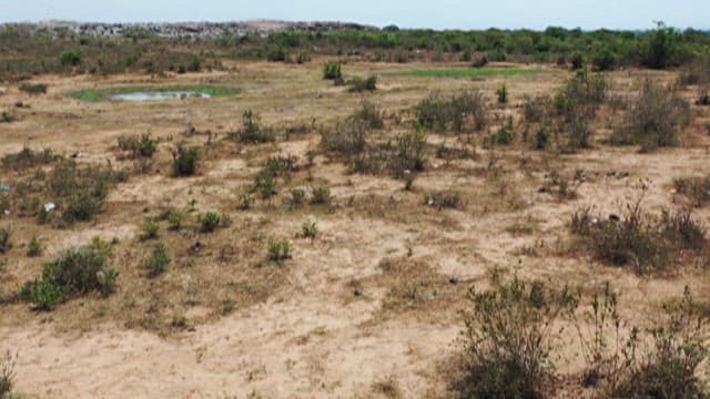 메마른 나무가 있는 황무지