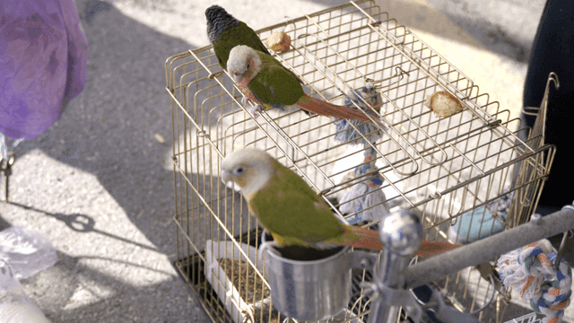 Parrots sitting on cage