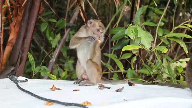 Monkeys Eating Fruit in the Forest