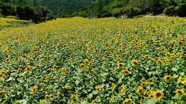 Sunflower field under clear sky
