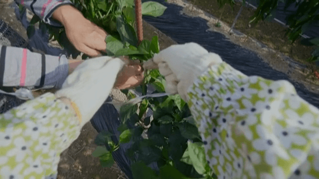 녹색 밭에서 식물을 묶는 손