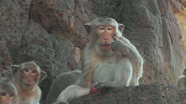 바위 구조물에서 휴식을 취하는 원숭이들