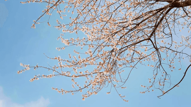 나뭇가지에 핀 벚꽃