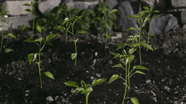 Young plants growing in a garden