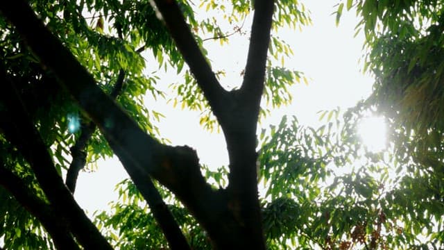 Sunlight Filtering Through Green Tree Leaves