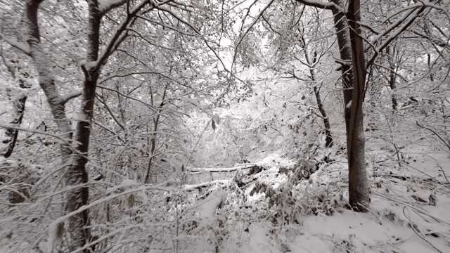 Snow-covered forest with bare trees
