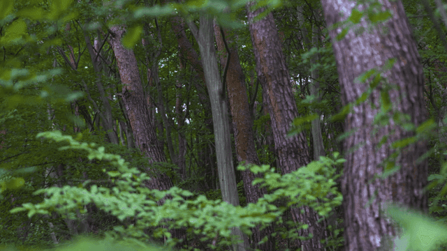 키 큰 나무가 있는 울창한 숲