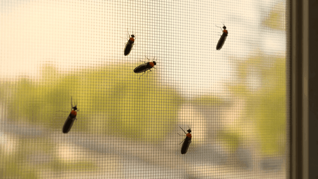 Insects on a window screen in the afternoon