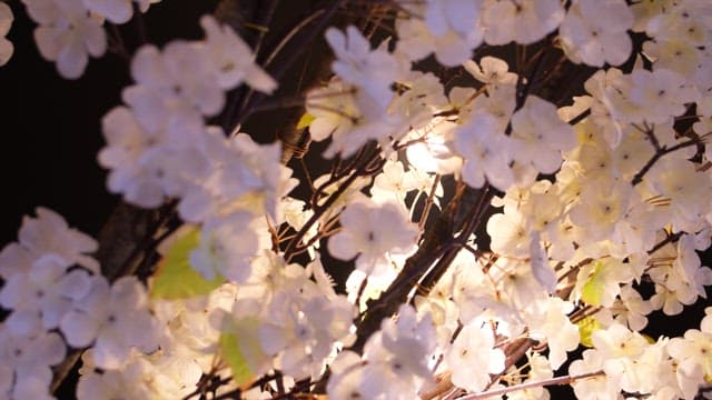 인테리어를 화사하게 만드는 벚꽃 장식