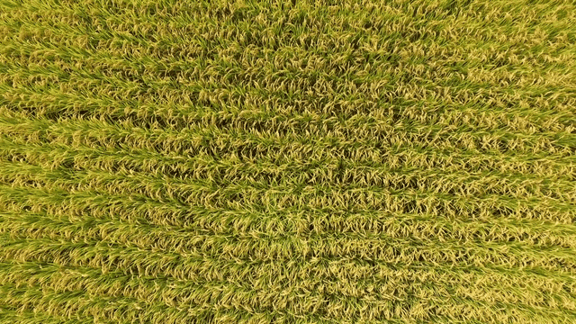 시골의 광활한 벼 논밭