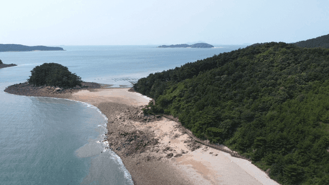 Coastal scenery with blue forest