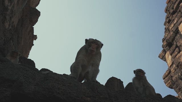 Monkeys Playing on Ancient Stone Ruins