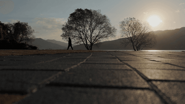 해질녘 호숫가의 고요한 나무들