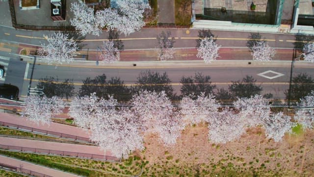 Cherry blossoms lining a city street