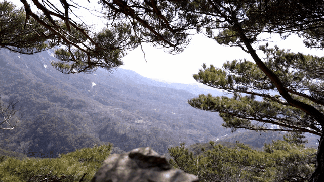 소나무 가지로 둘러싸인 산 풍경