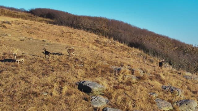 Deer Grazing on a Coastal Hillside at Sunset