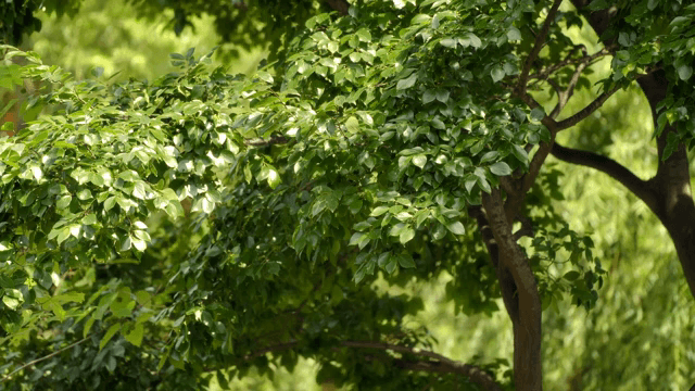 Lush green tree branches in sunlight
