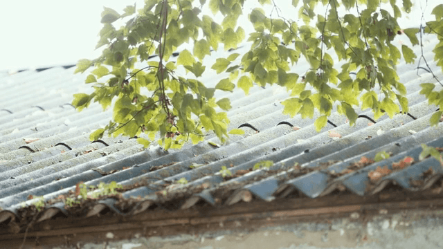 Leaves hanging over a rustic roof
