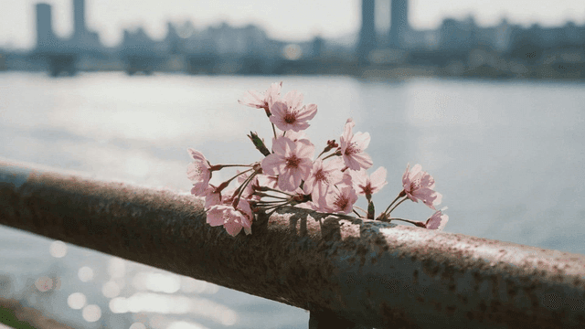 Cherry blossoms on a riverside railing
