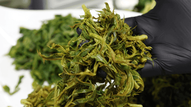 Fresh spinach held by gloved hands