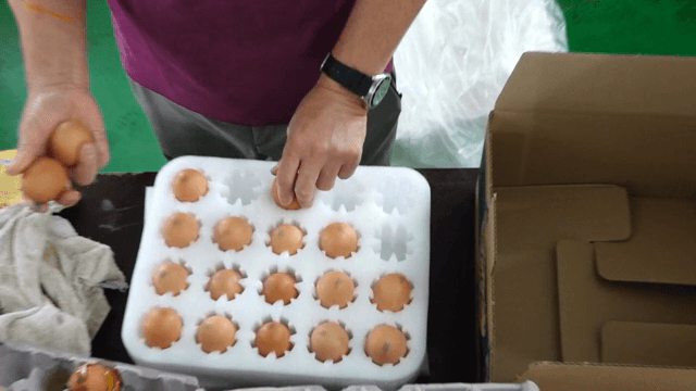 Person sorting eggs into cartons