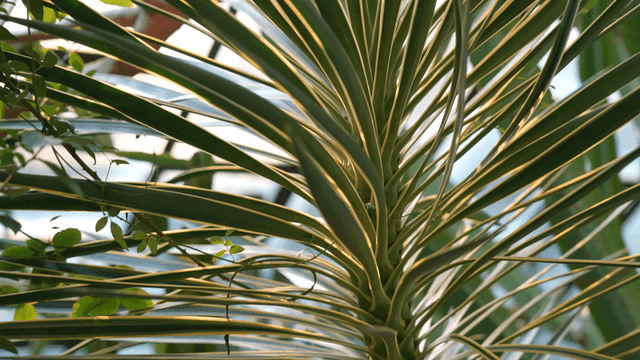 Close-up of blade of grass bathed in sunlight