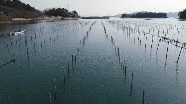 Peaceful fish farm with rows of wooden posts