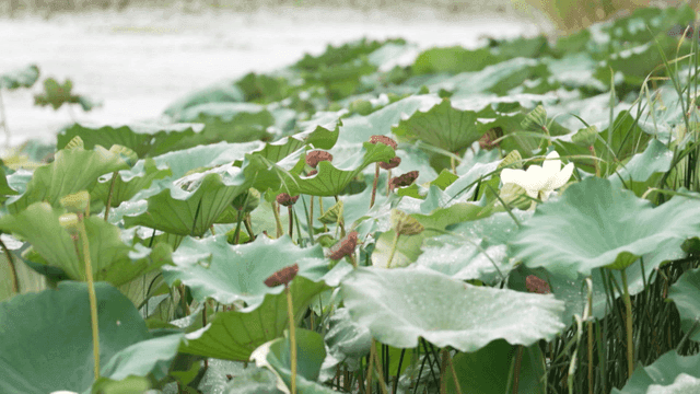Lotus leaves and flowers in a pond