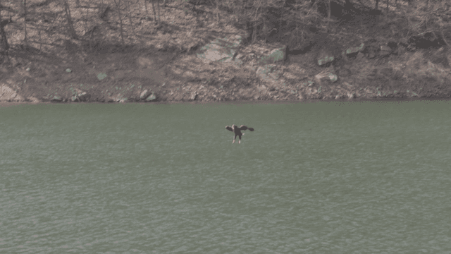 Eagle swooping down over a calm lake