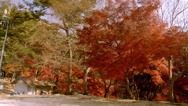 Autumn forest with vibrant red leaves