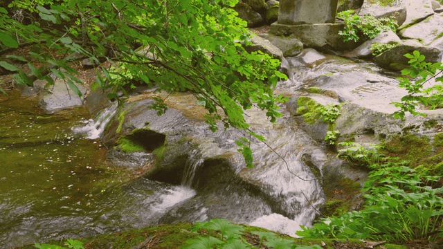 바위가 있는 고요한 숲 속 계곡