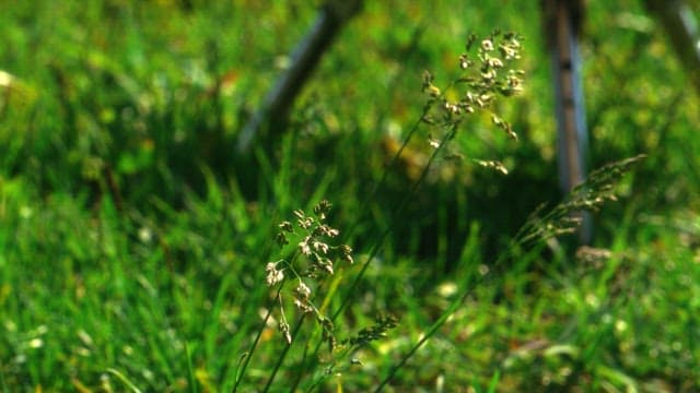 Close-up of grass and plants swaying in the wind on a sunny day