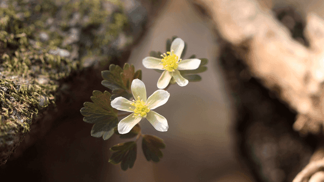 Two blooming white flowers