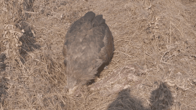 Eating prey on dry grass field by eagle